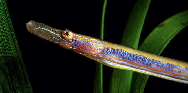 Nerophis ophidion_08.jpg